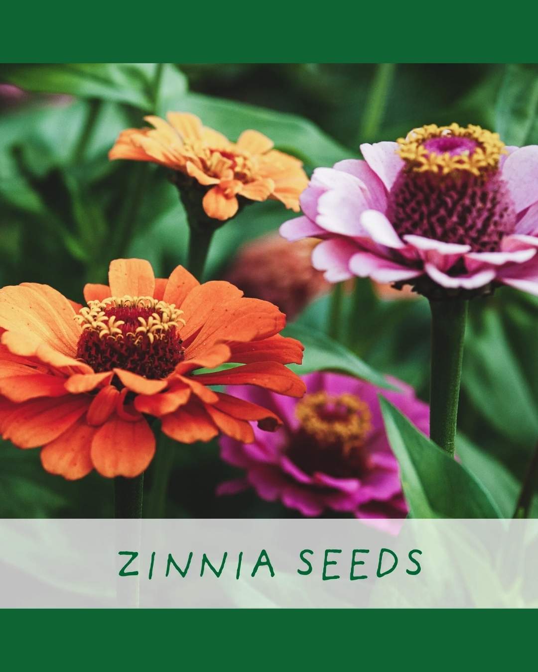 Frida's Flowers - Flower Growing Kit