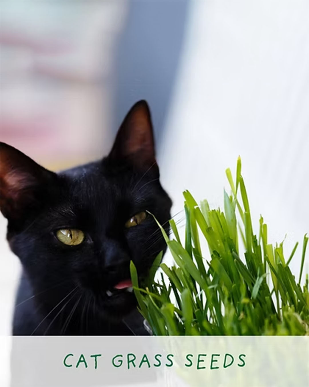 Purrfect Treat - Flower Growing Kit