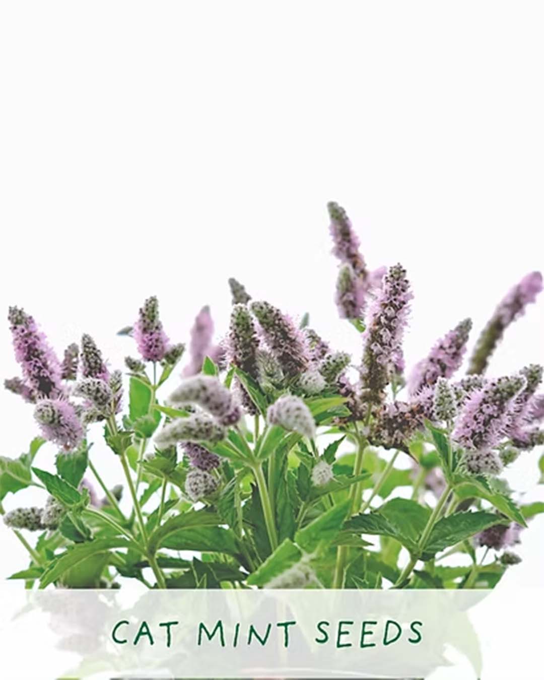 Purrfect Treat - Flower Growing Kit