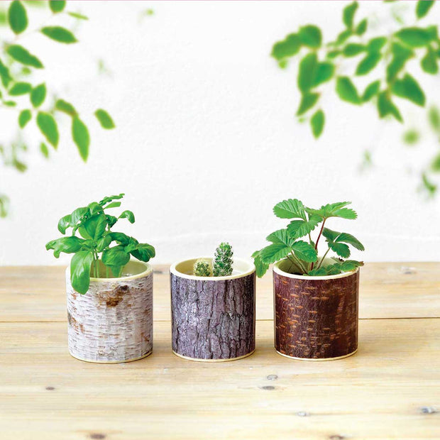 Grow Your Own Cactus Stump Garden